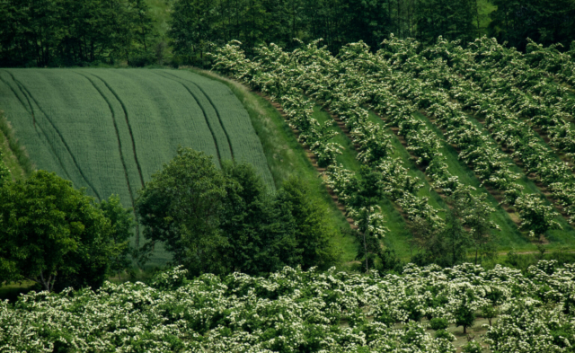 Grün, Land, Burgenland