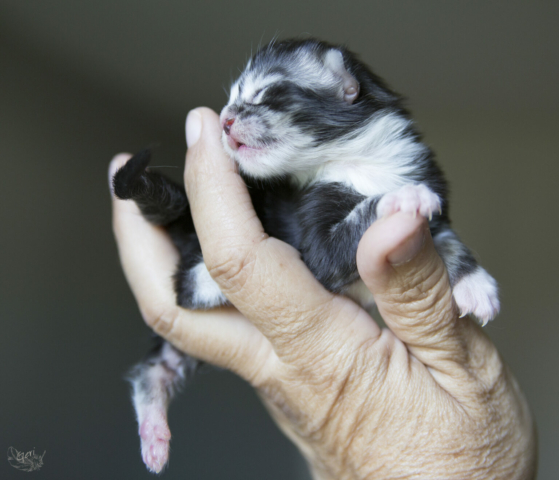 Katze, Babykatze, weiß, schwarz, klein, süß