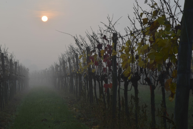 Weingarten Sonne Nebel