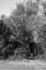 OESTM_20260808–142